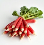 potager-radis