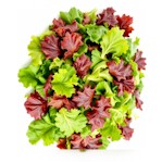 potager-salades
